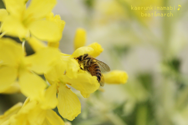 お花とハチ.jpg