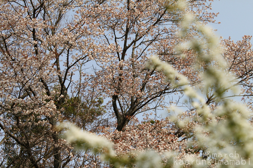 森の桜.jpg