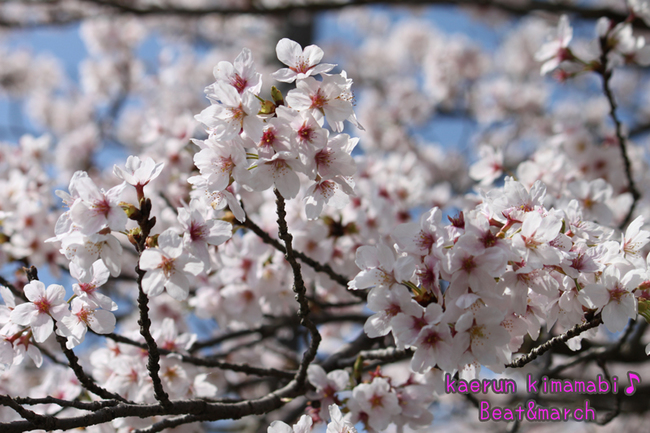 田舎の桜.jpg