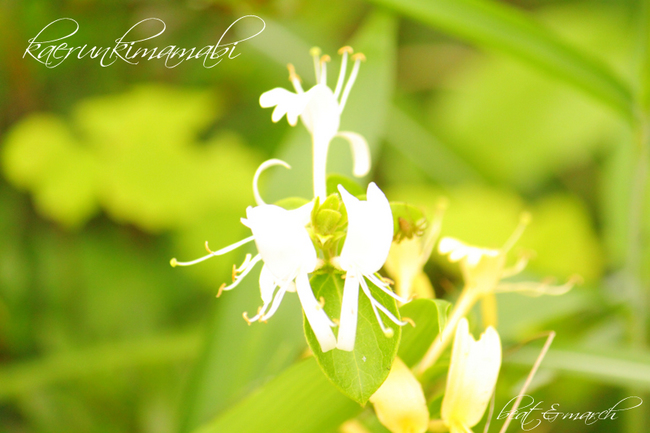 白い小さなお花。.jpg