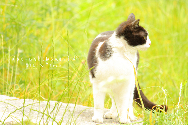 白黒猫しゃん♪.jpg